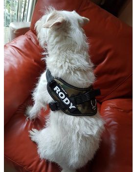 Hond Rody met eigen naamlabel